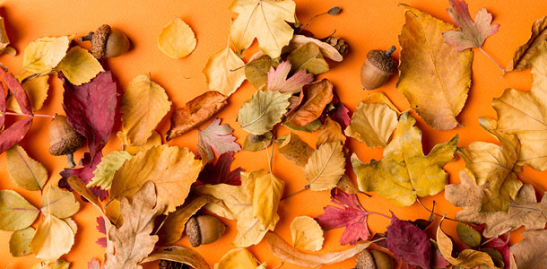 Thanksgiving fall leaves and acorns